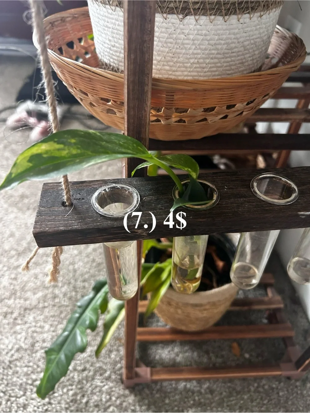 Green Variegated Snake Plant in Green Planter - Home Accents